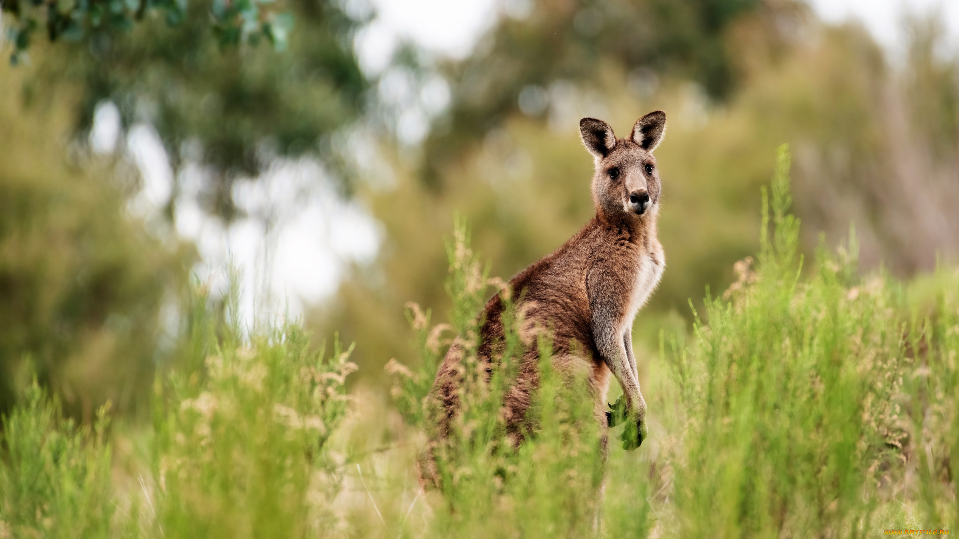 животные, кенгуру, трава