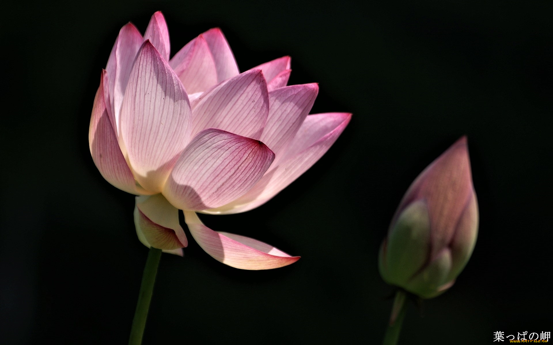 цветы, лотосы, лотос, розовый