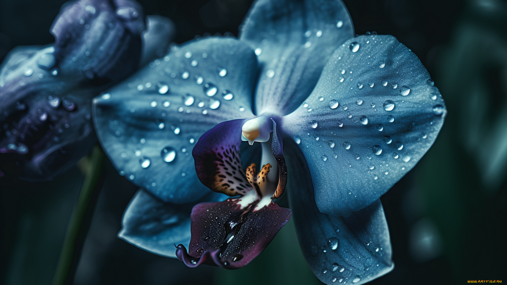 3д, графика, цветы, , flowers, орхидея