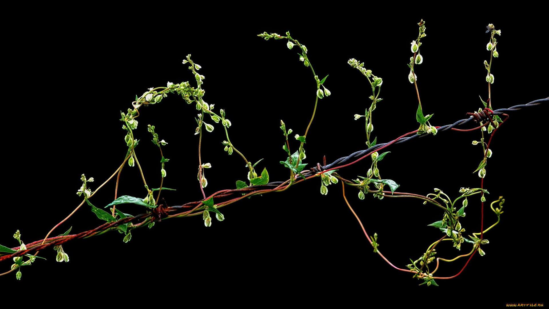 природа, макро, растение