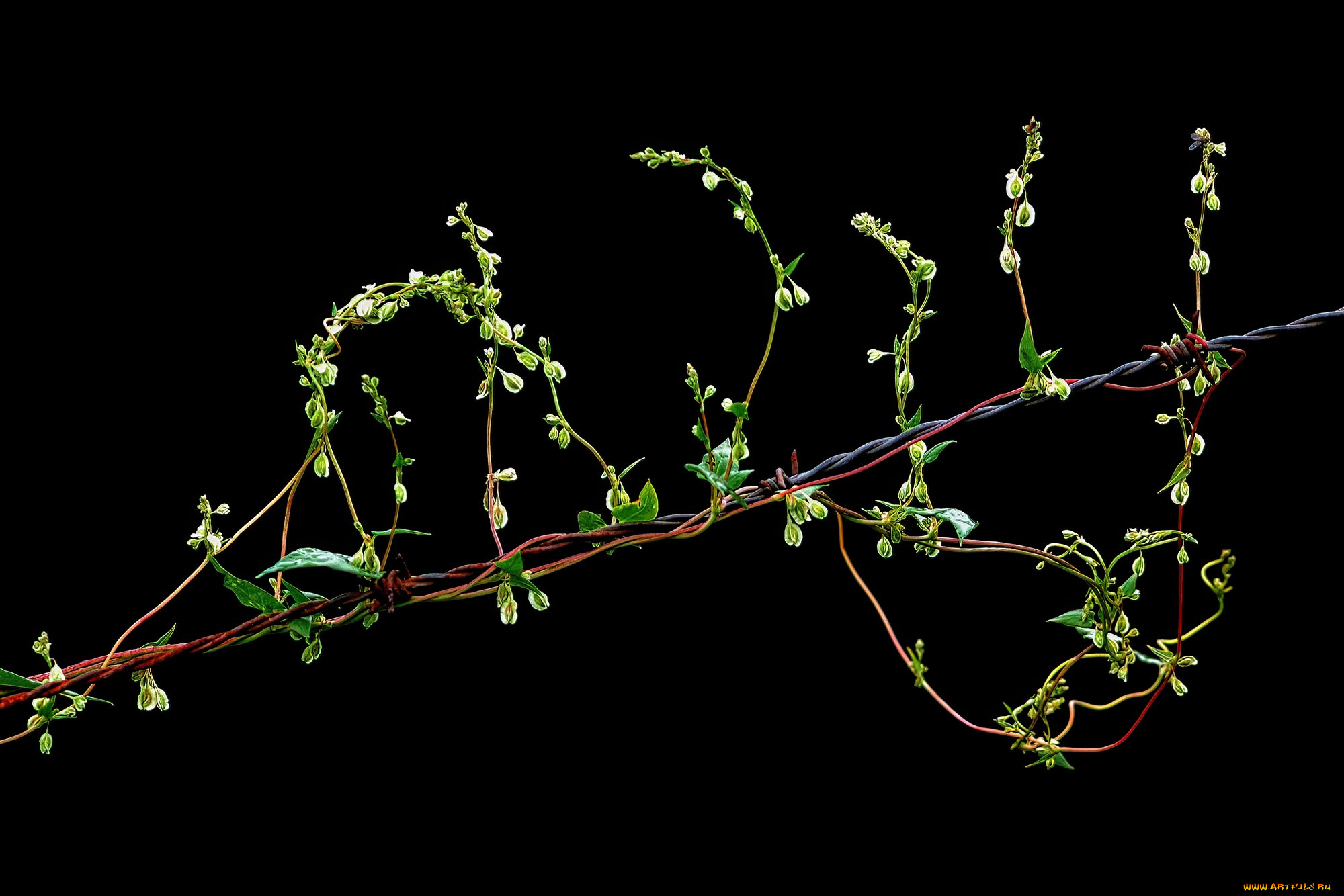 природа, макро, растение