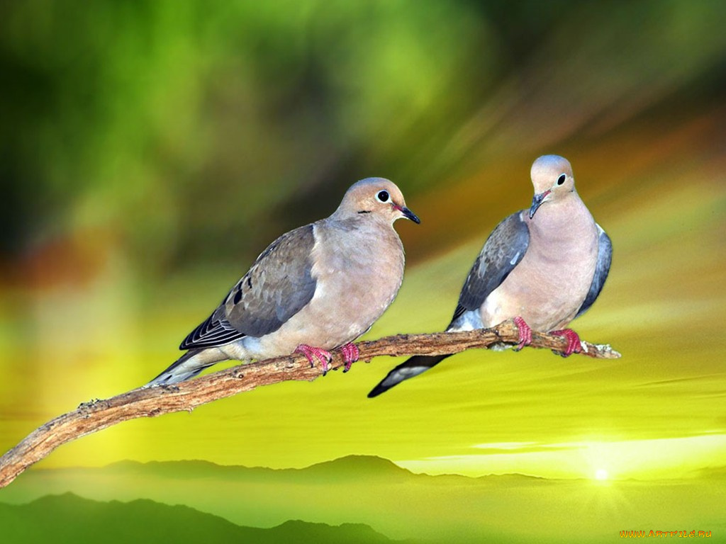 животные, голуби