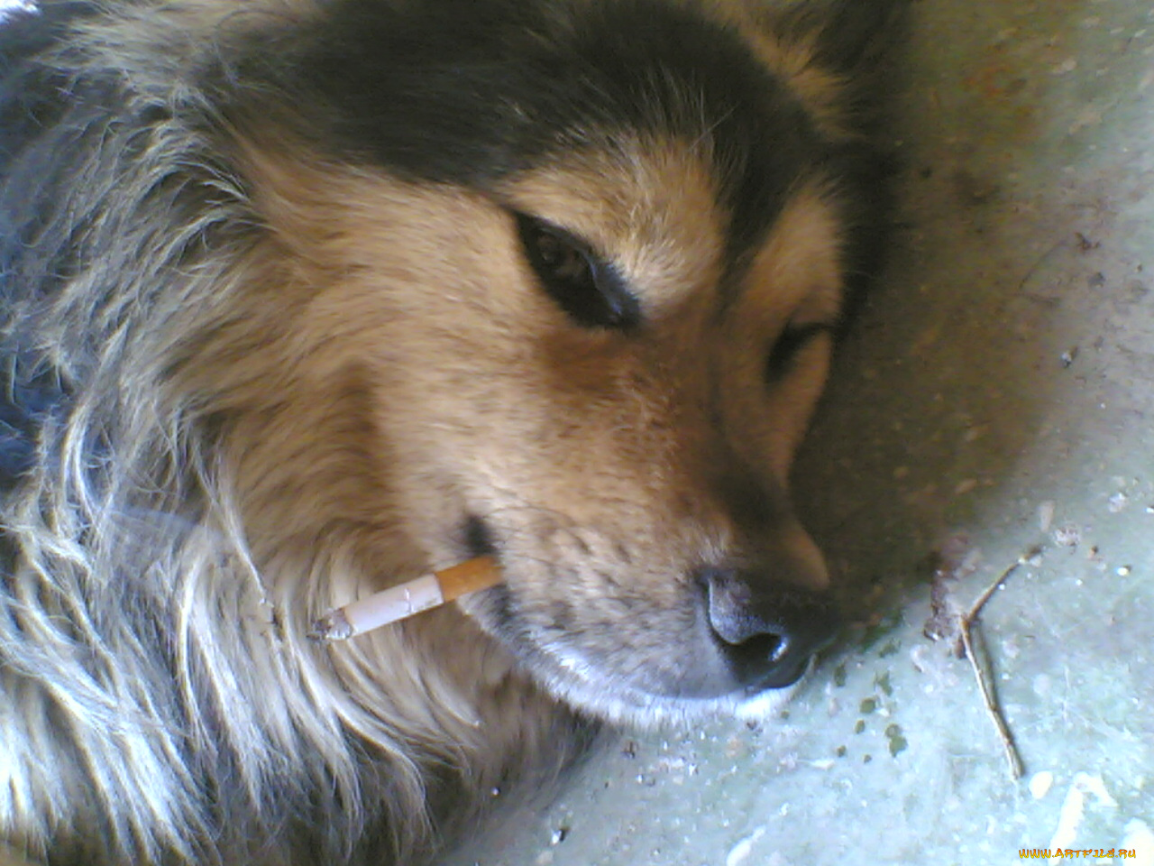 животные, собаки