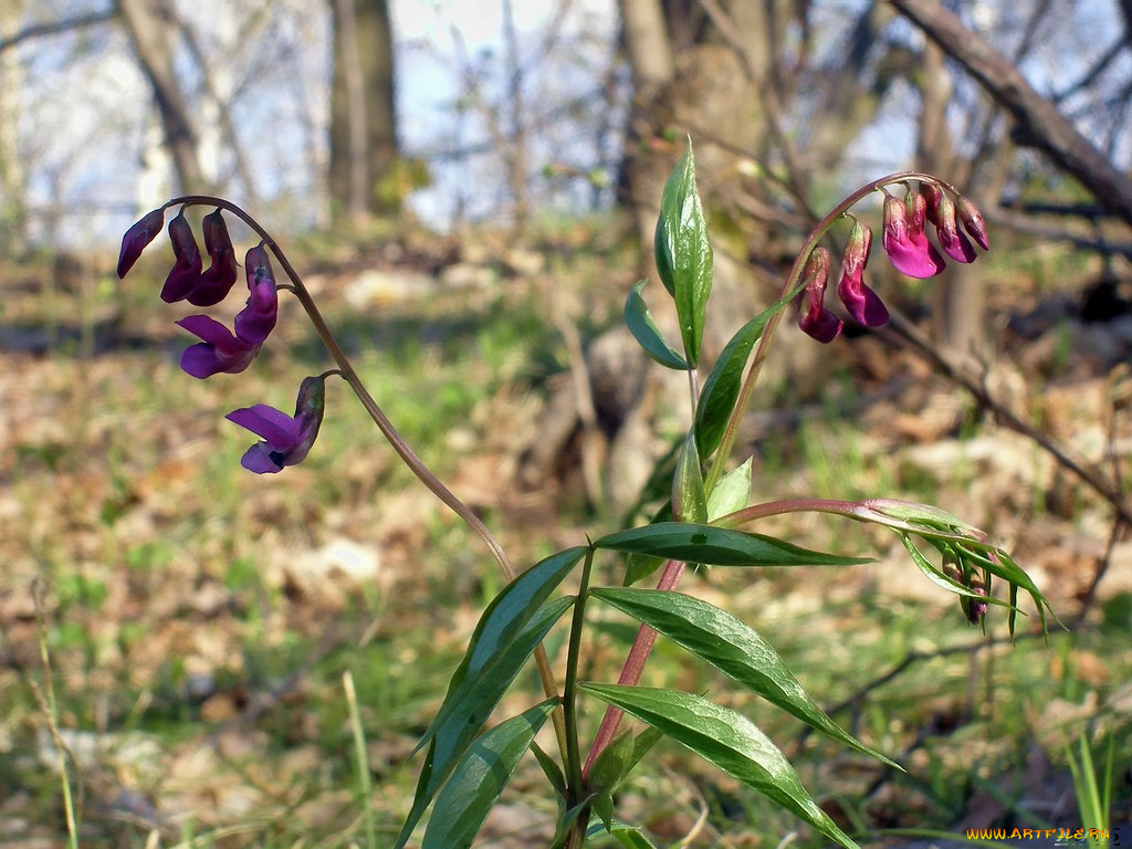 цветы, луговые, полевые