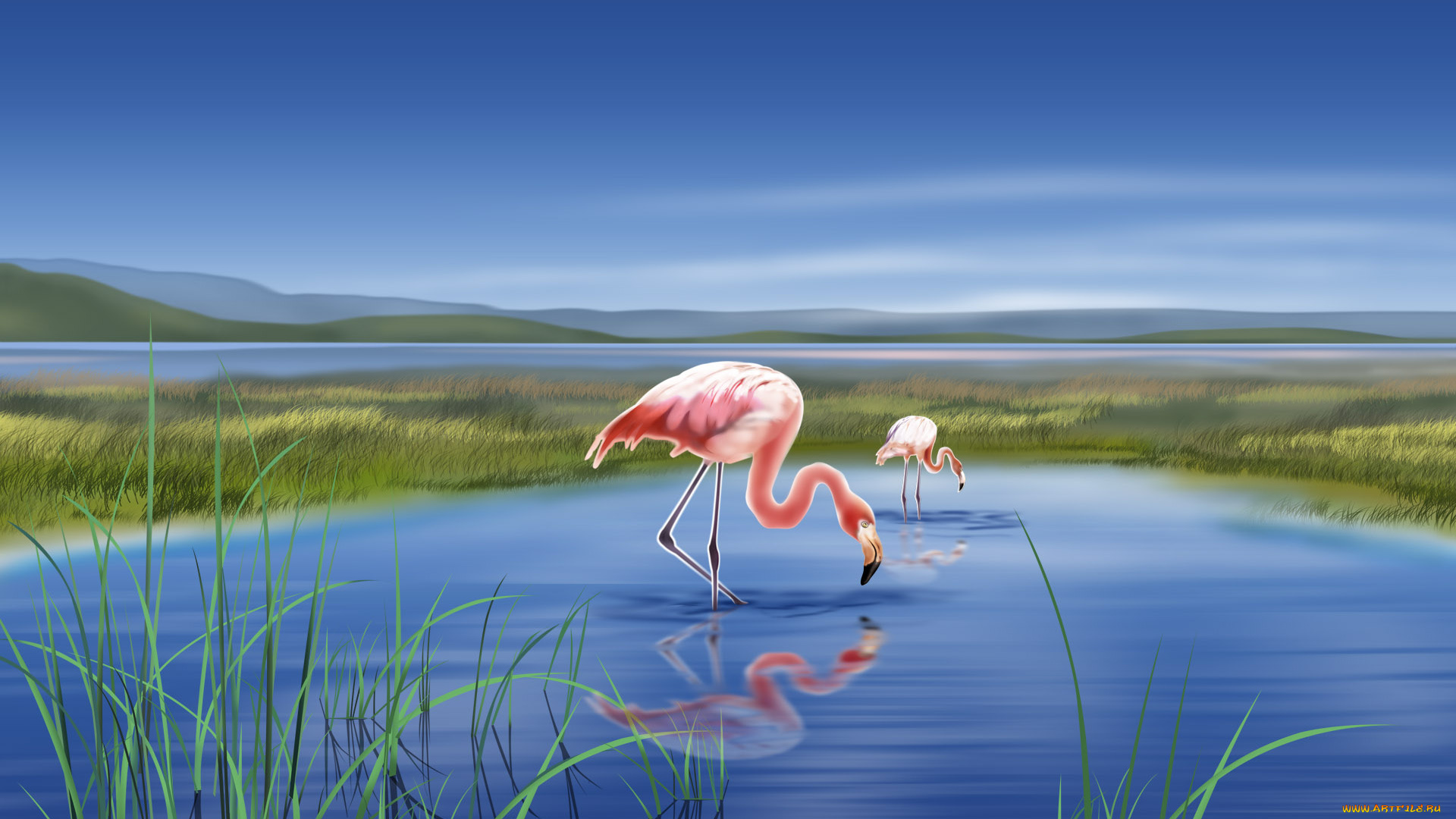 рисованные, животные, птицы, фламинго