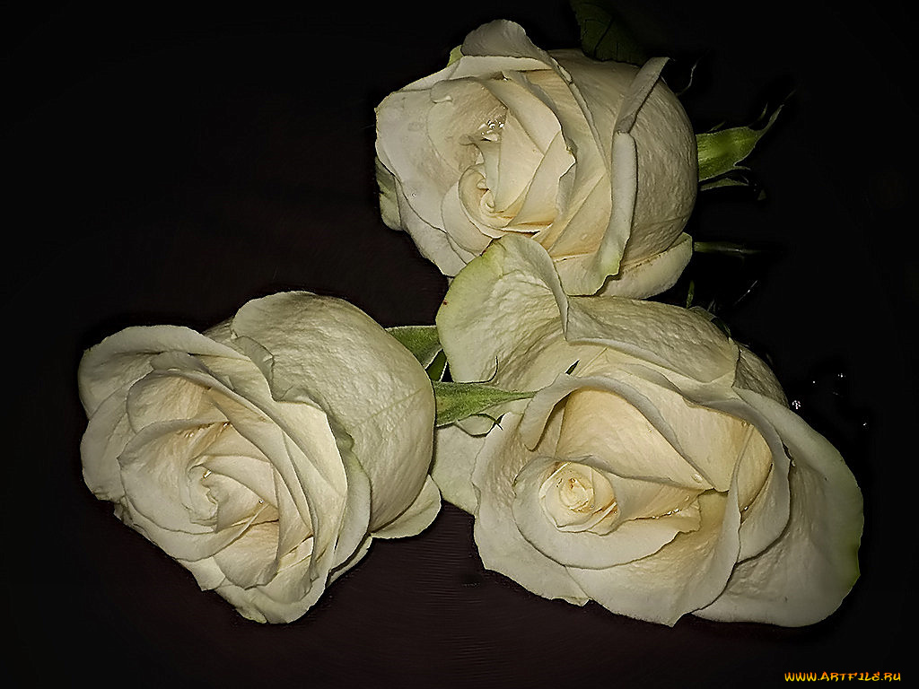 цветы, розы