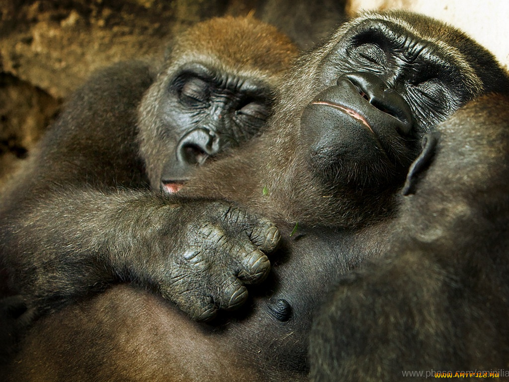 emin, животные, обезьяны