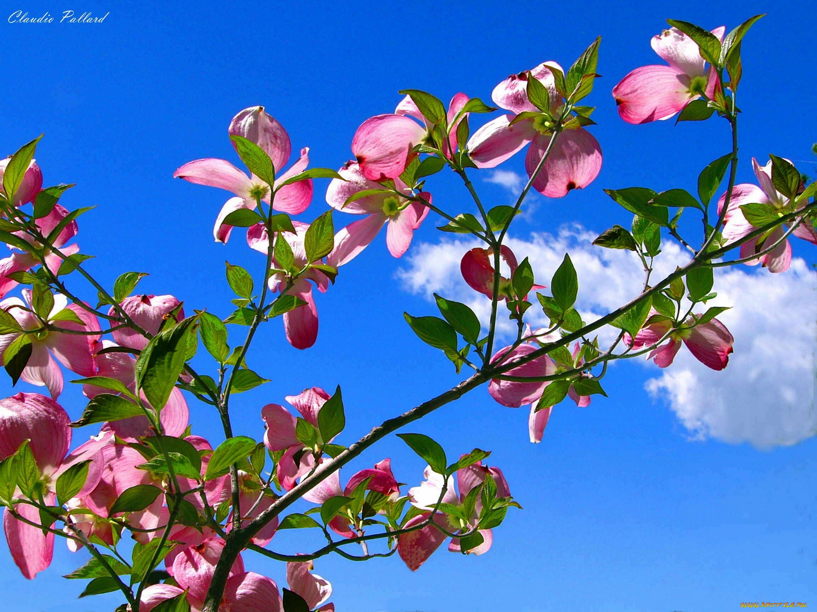 цветы, кизил