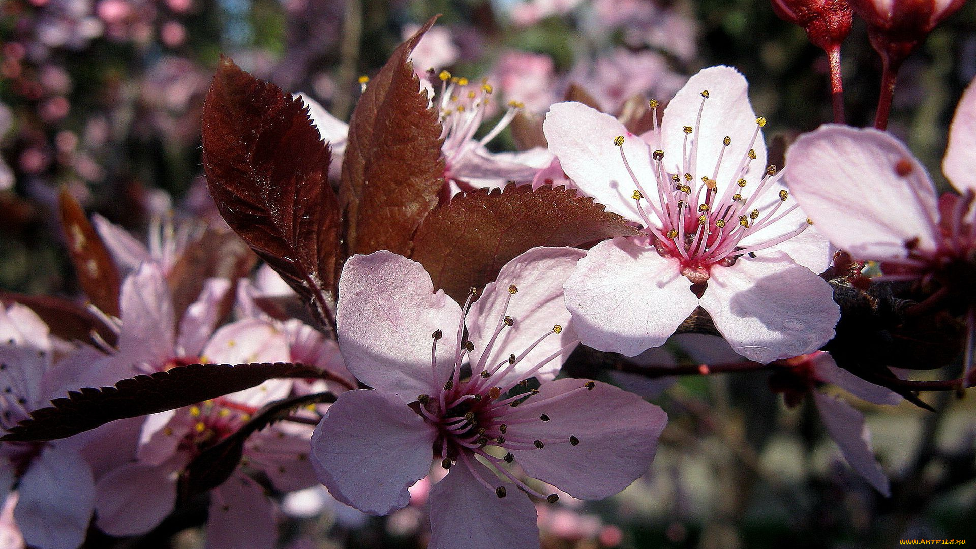 цветы, цветущие, деревья, кустарники