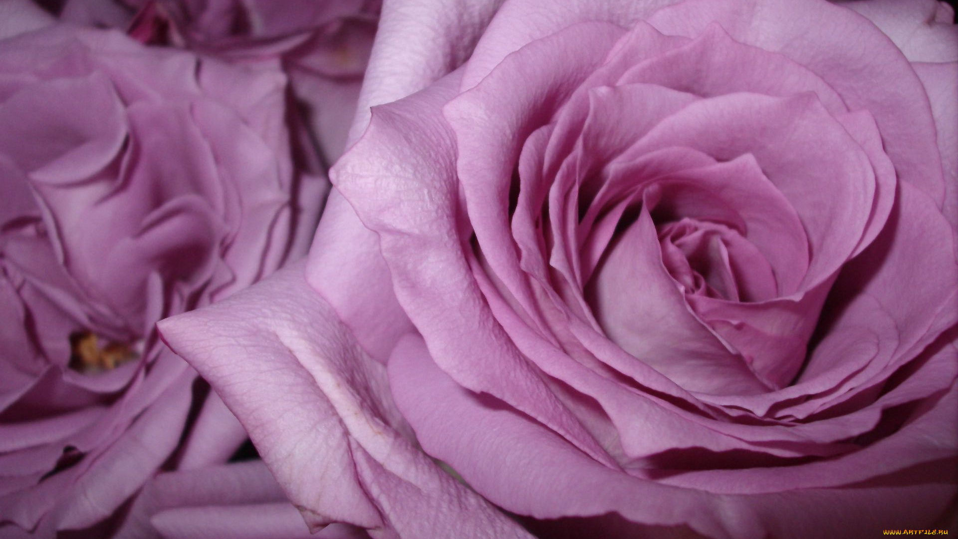 цветы, розы