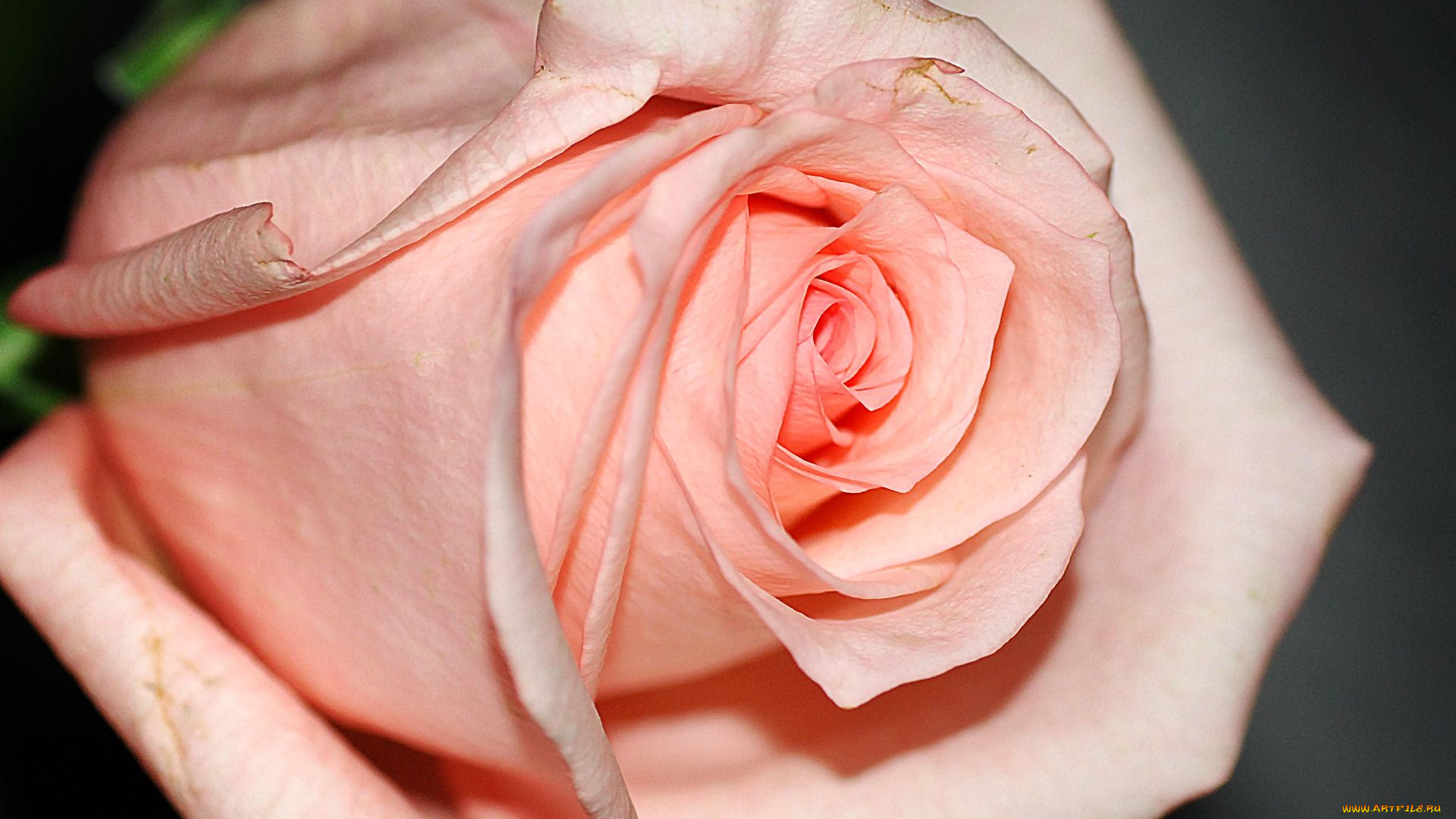 цветы, розы