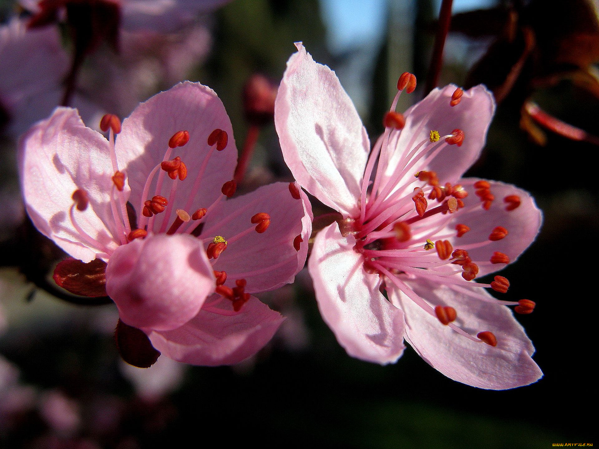 цветы, цветущие, деревья, кустарники