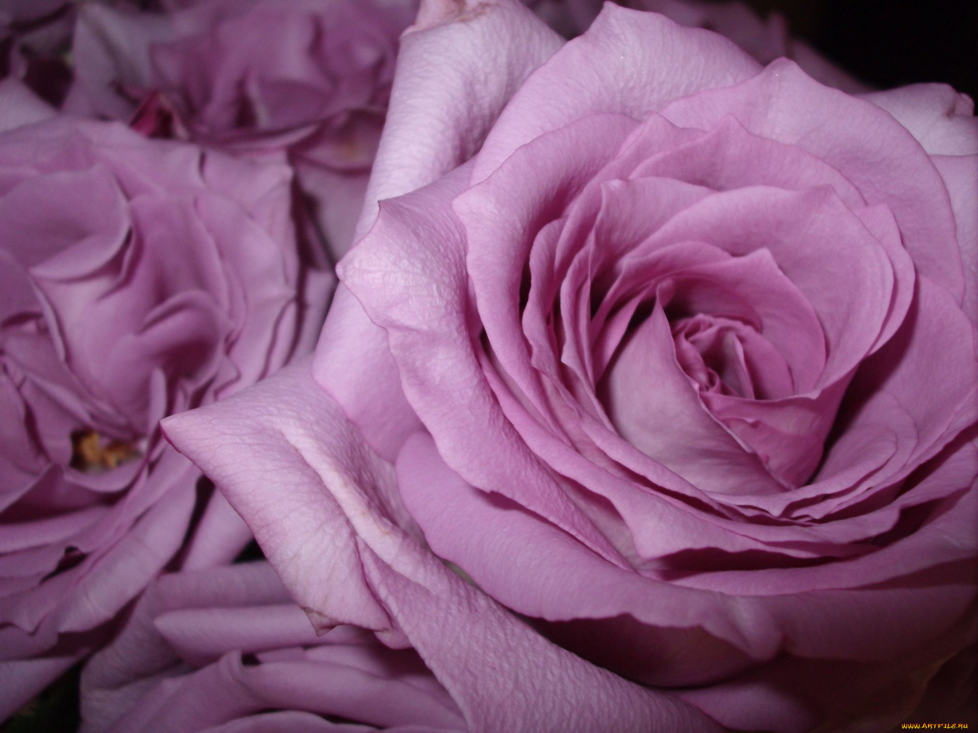 цветы, розы