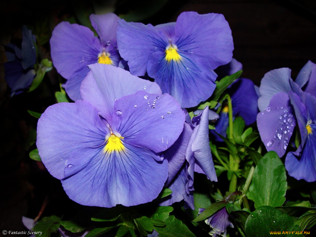 цветы, анютины, глазки, садовые, фиалки