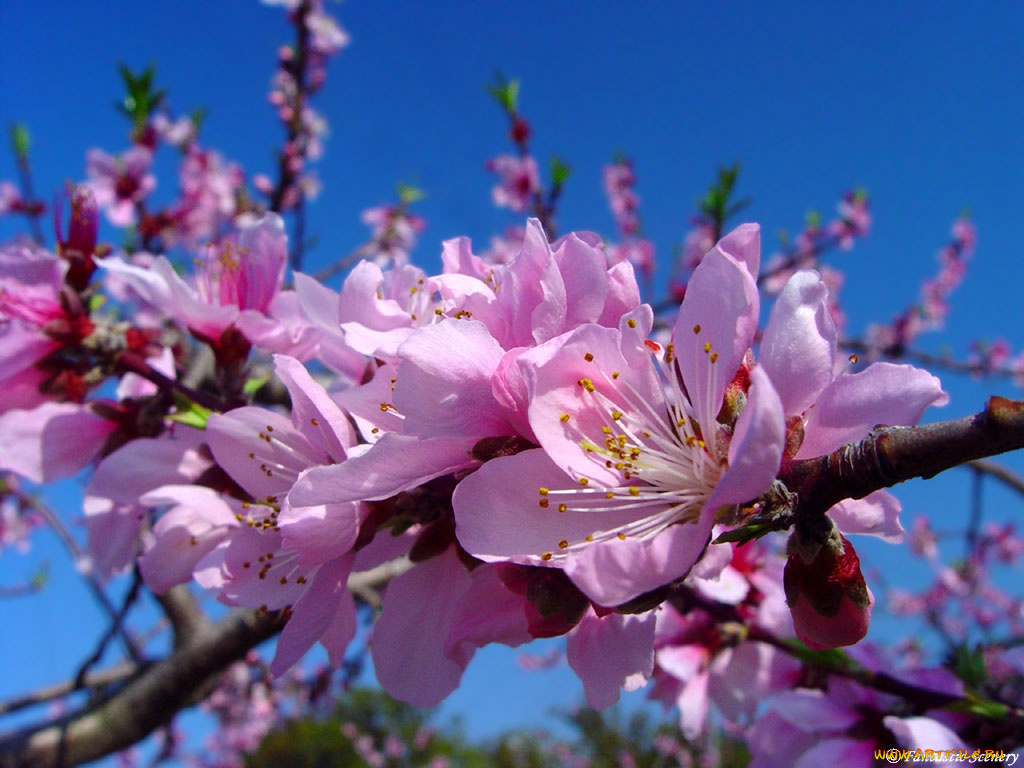 цветы, цветущие, деревья, кустарники