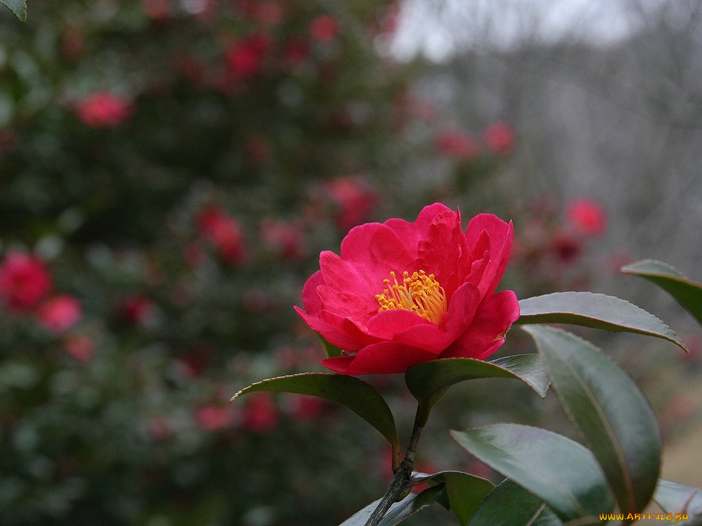 цветы, камелии