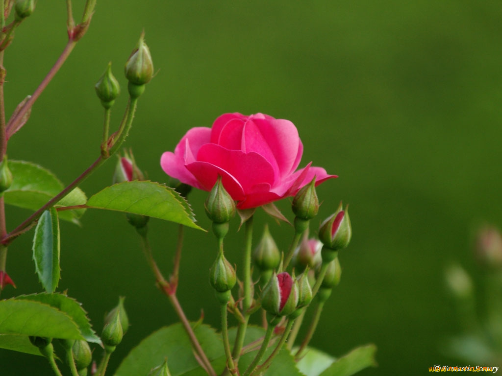 цветы, розы