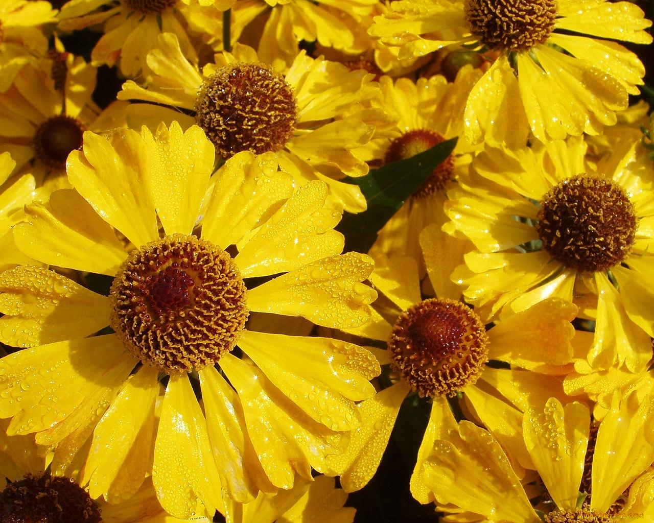 автор, дмитрий, бакулин, цветы, гайлардии, гелениумы