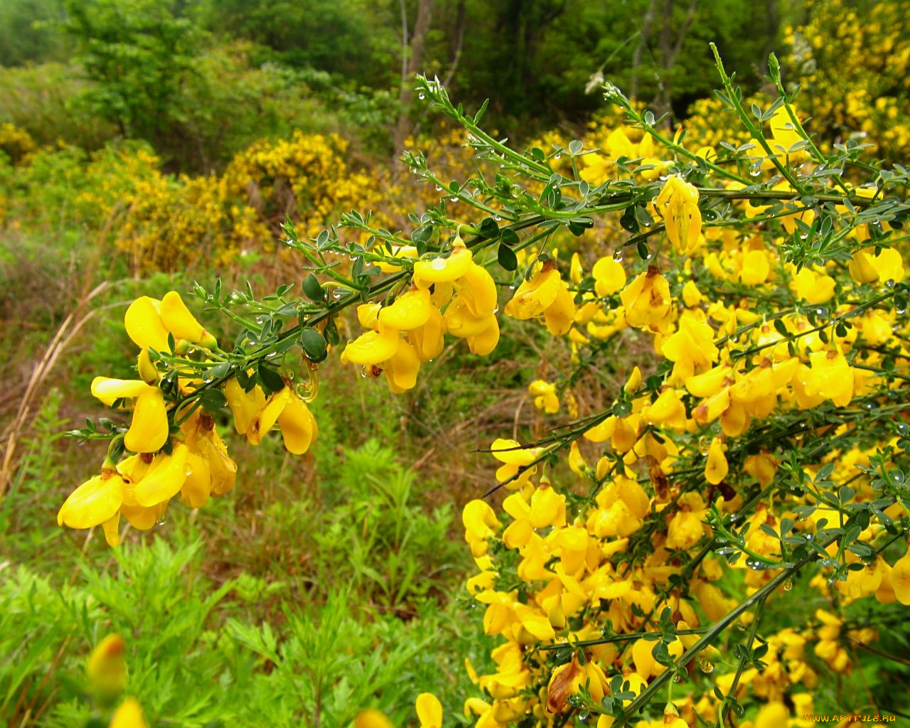 цветы, цветущие, деревья, кустарники