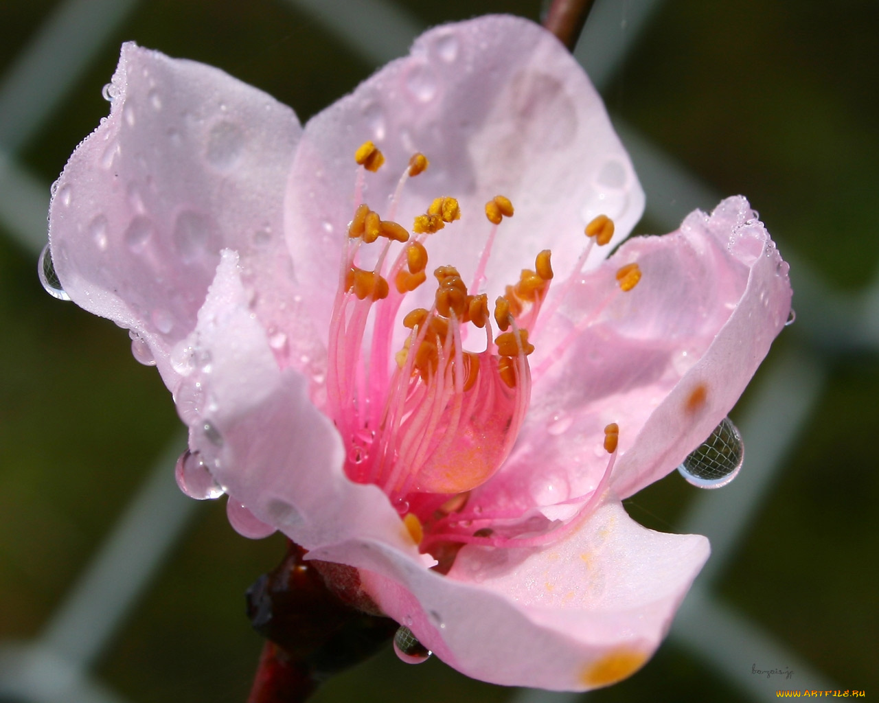 цветы, цветущие, деревья, кустарники