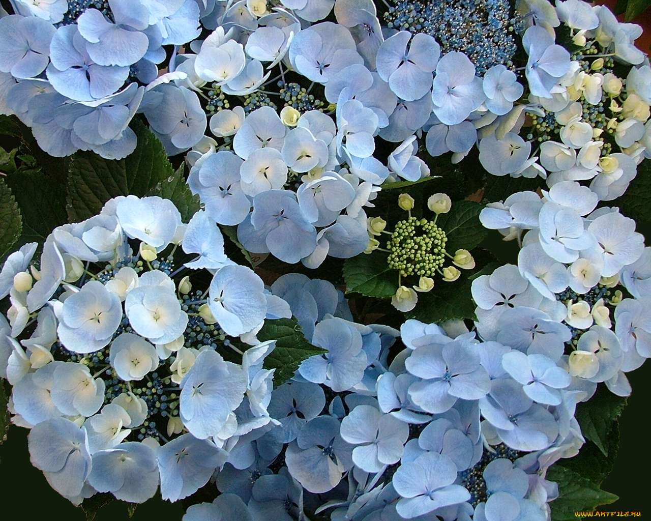 цветы, гортензия