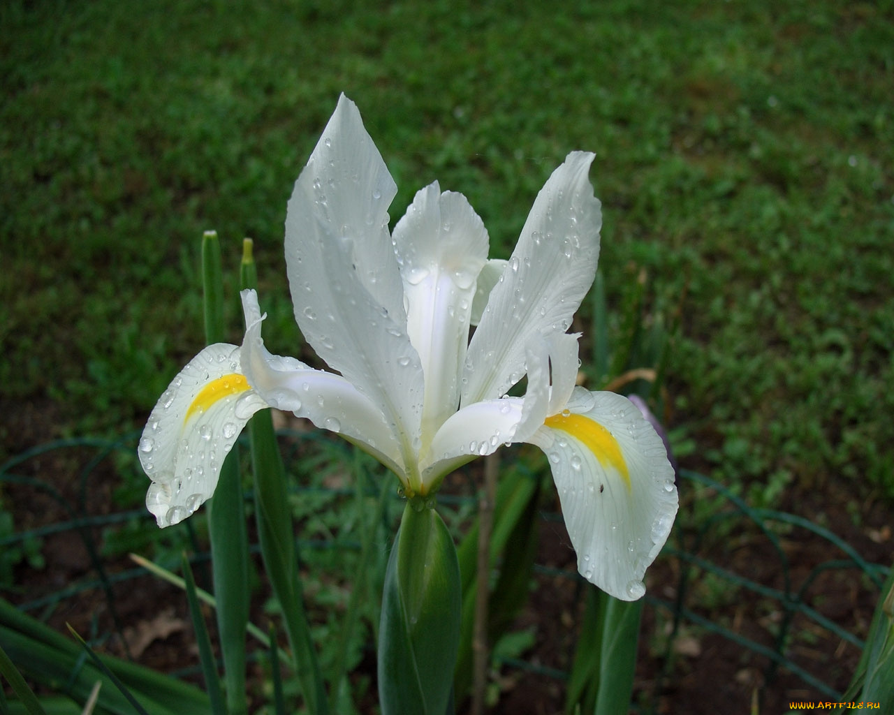 цветы, ирисы