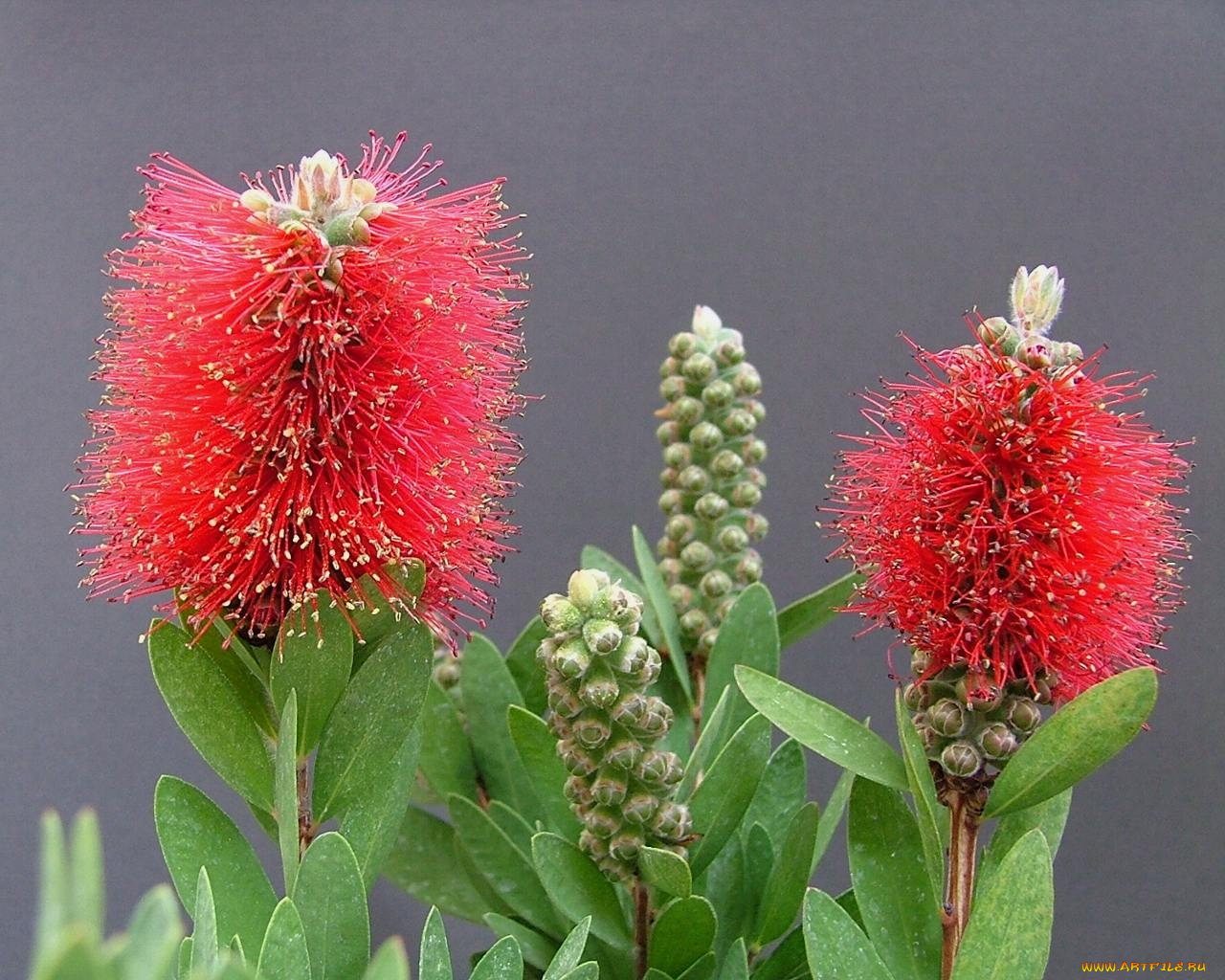 цветы, каллистемон