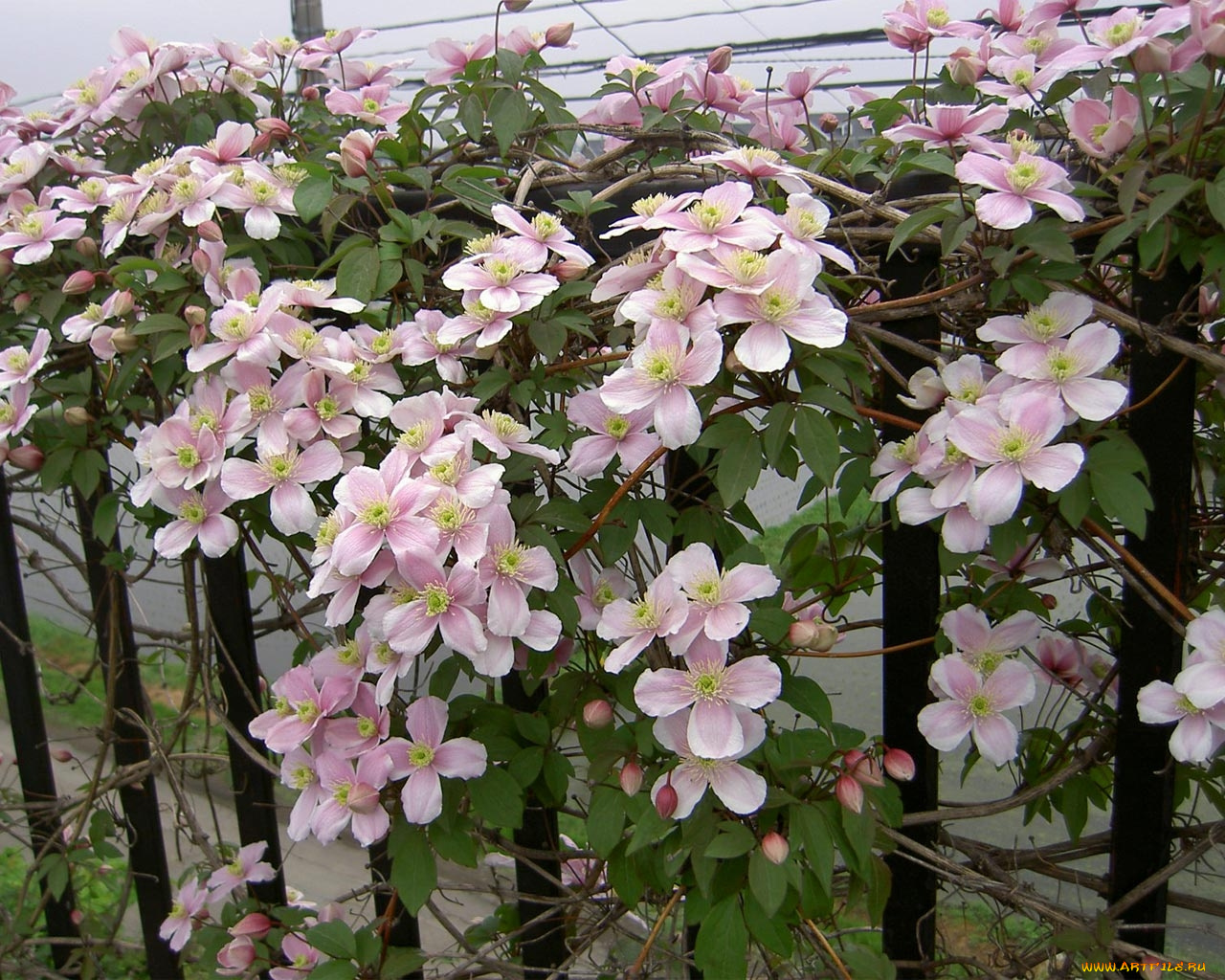 цветы, клематис, ломонос