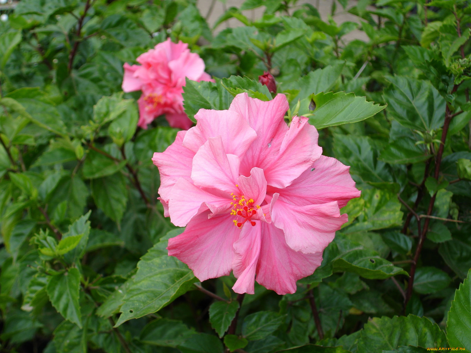 цветы, гибискусы