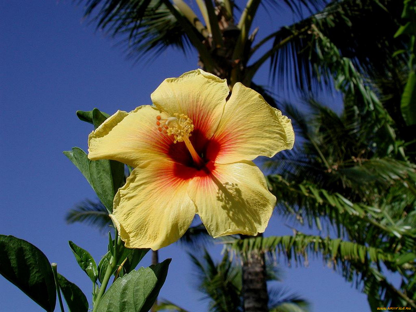 цветы, гибискусы