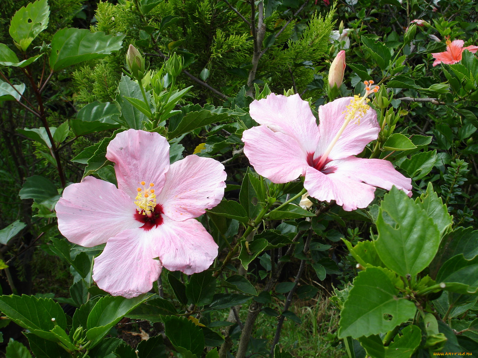 цветы, гибискусы