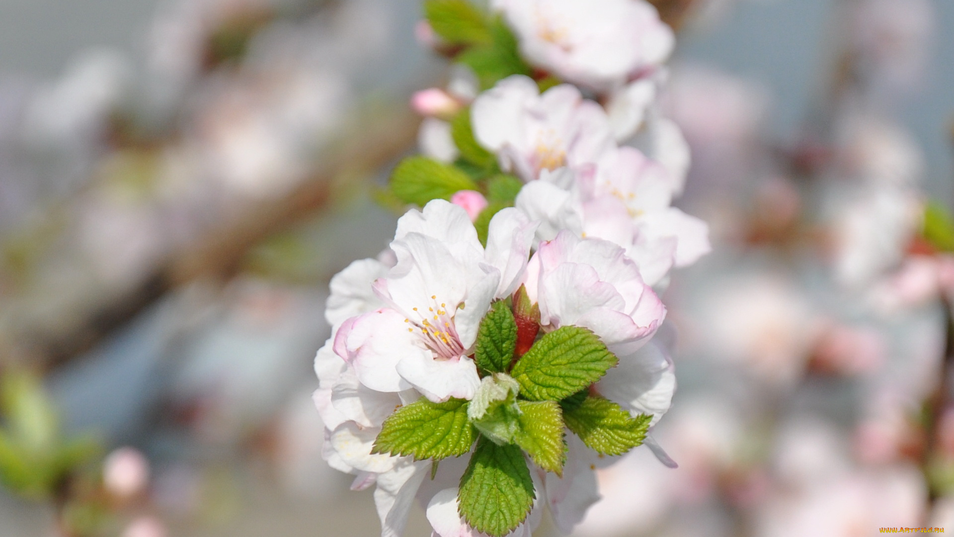 цветы, цветущие, деревья, кустарники