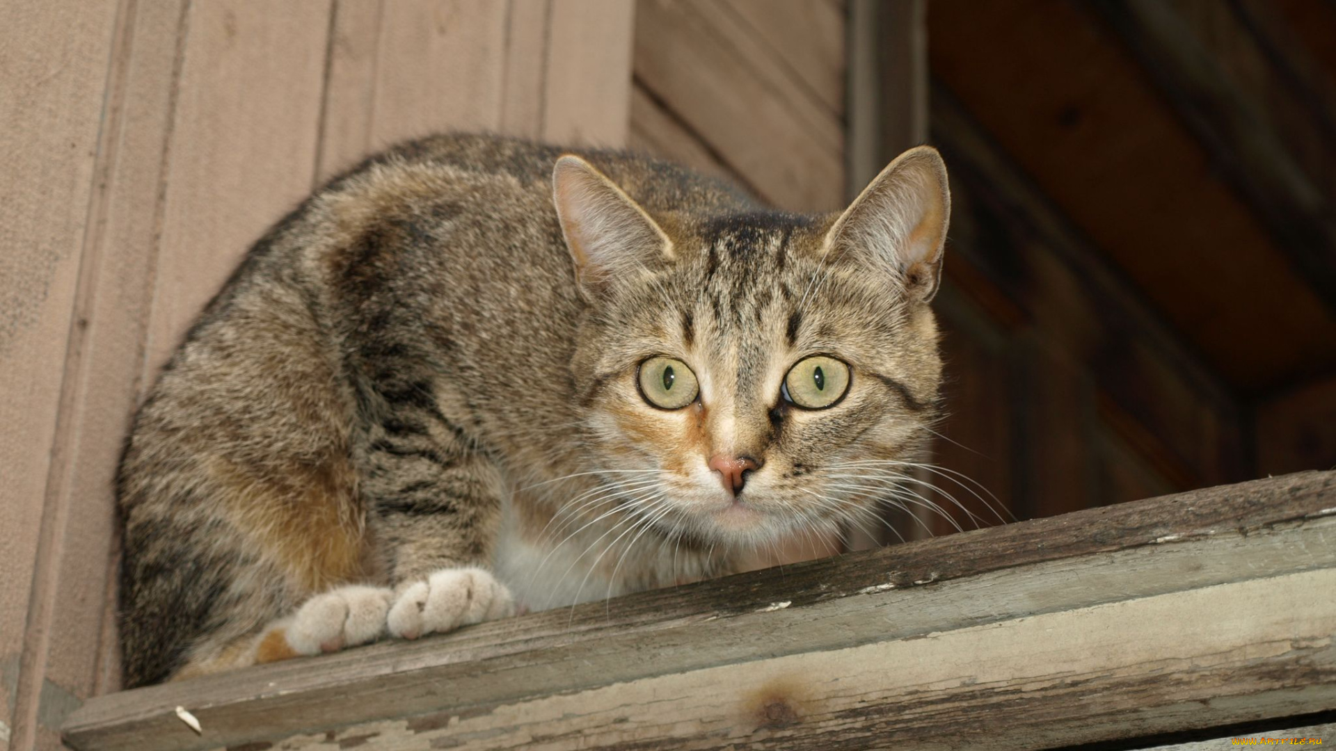 животные, коты