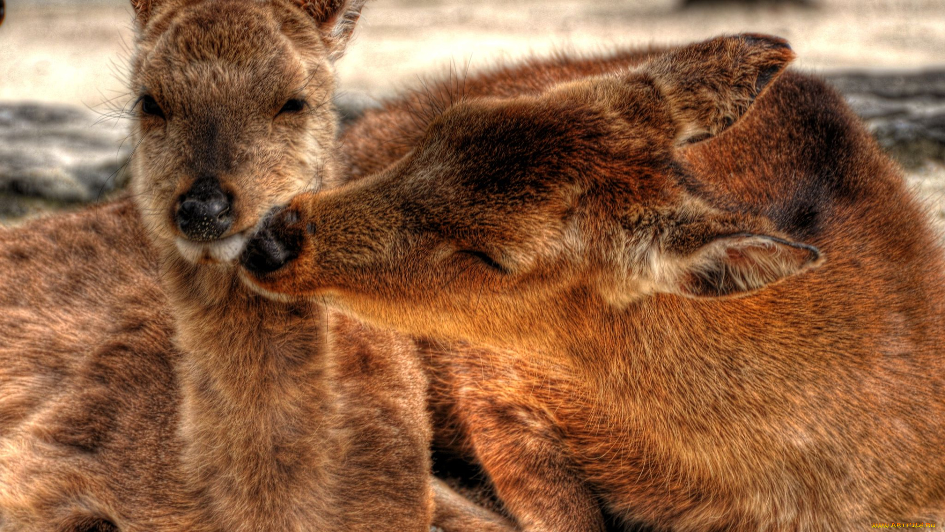 животные, олени