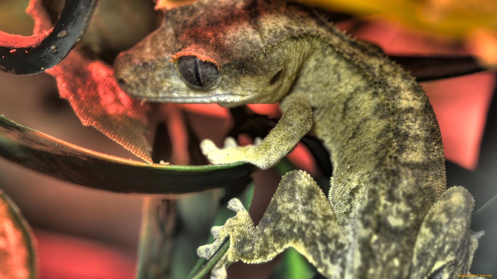 животные, Ящерицы, игуаны, вараны