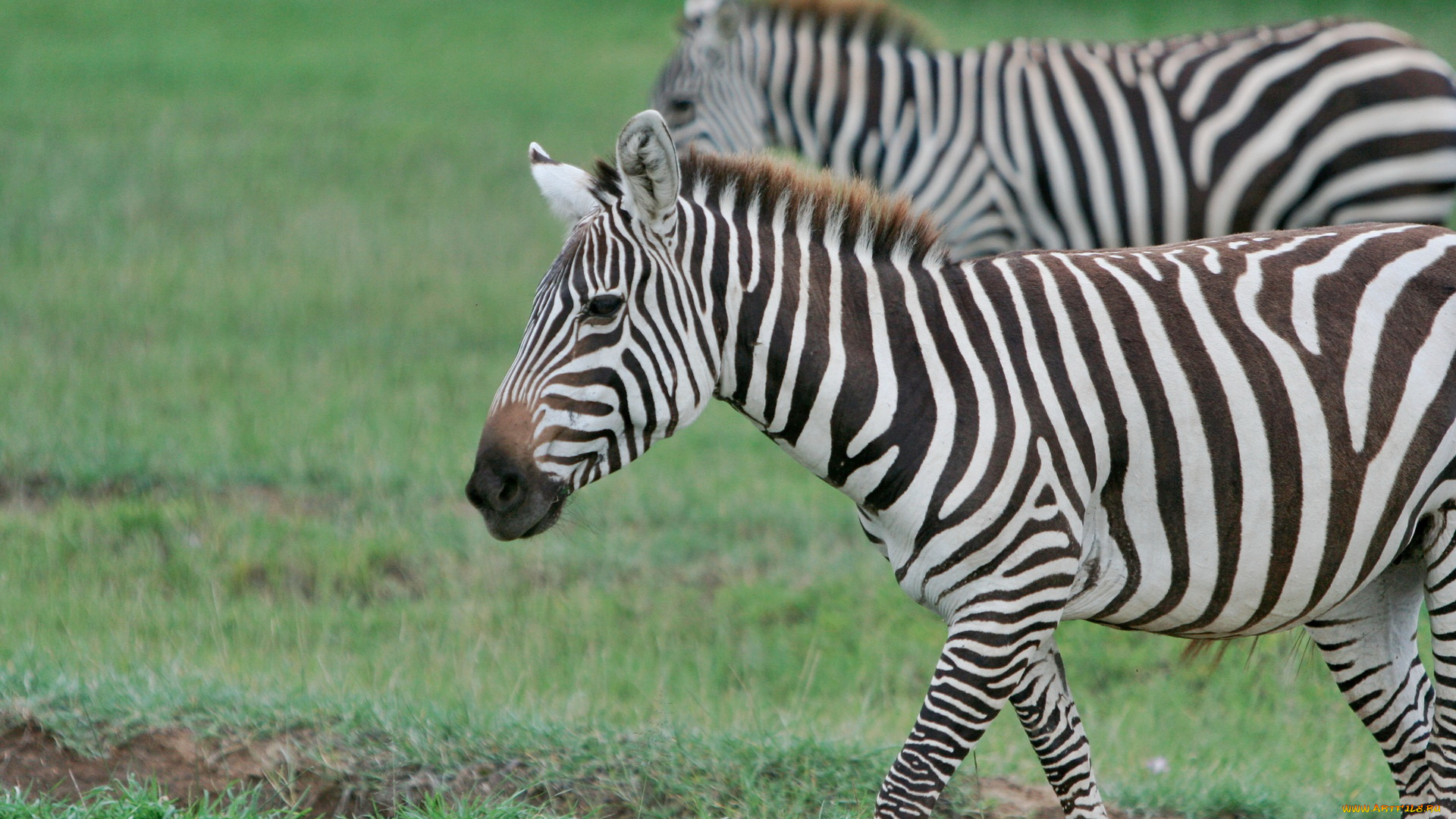 животные, зебры