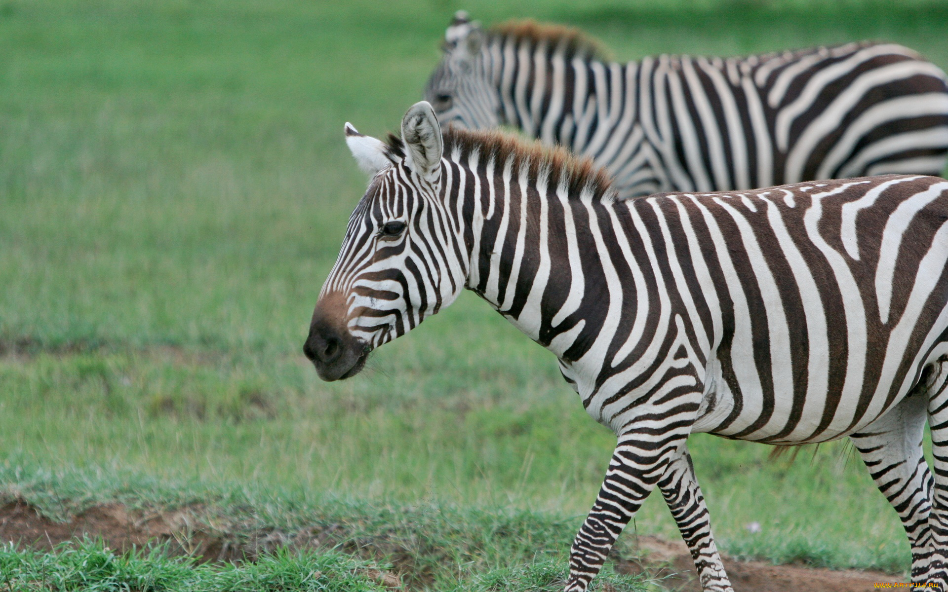 животные, зебры