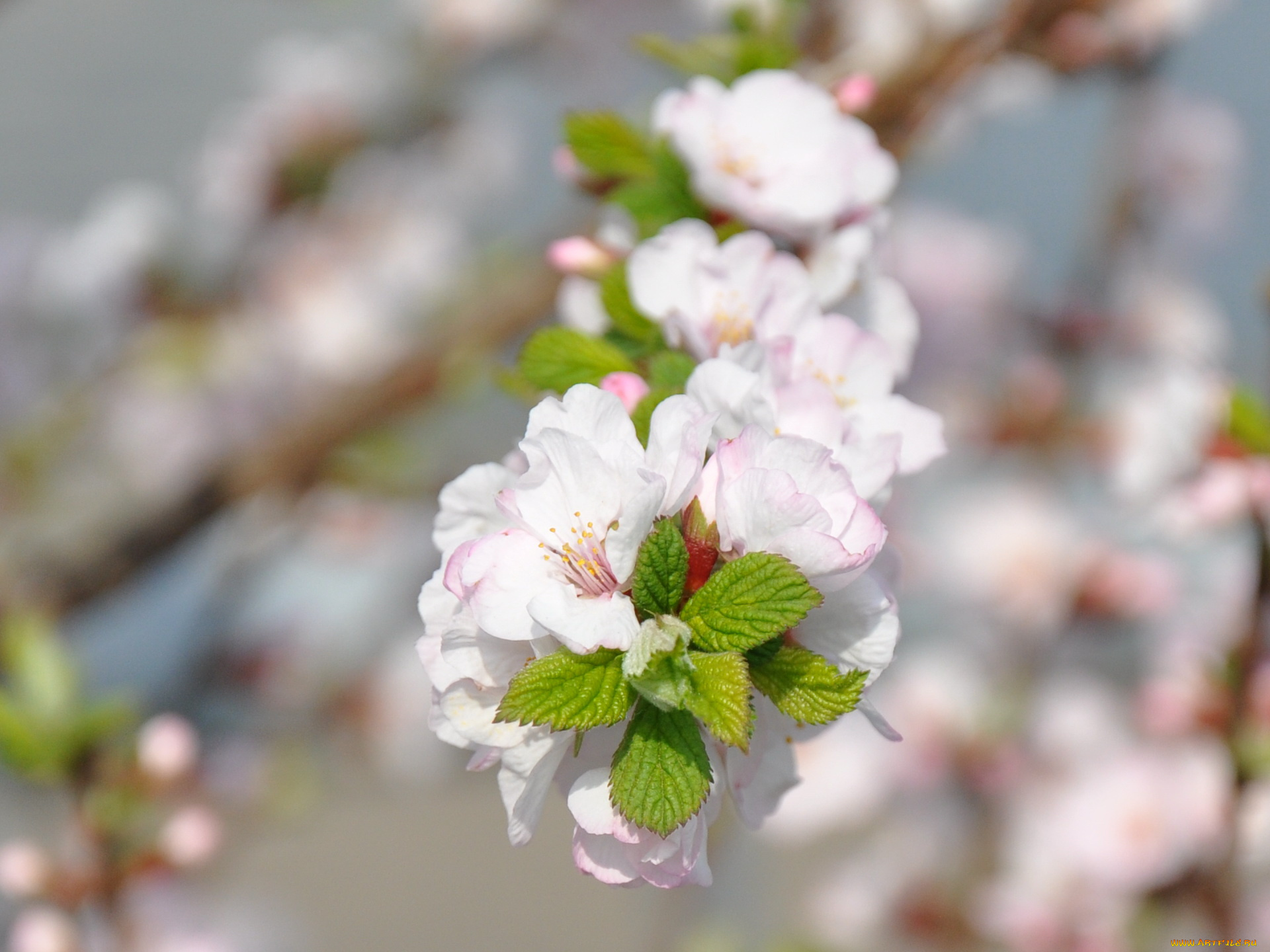 цветы, цветущие, деревья, кустарники