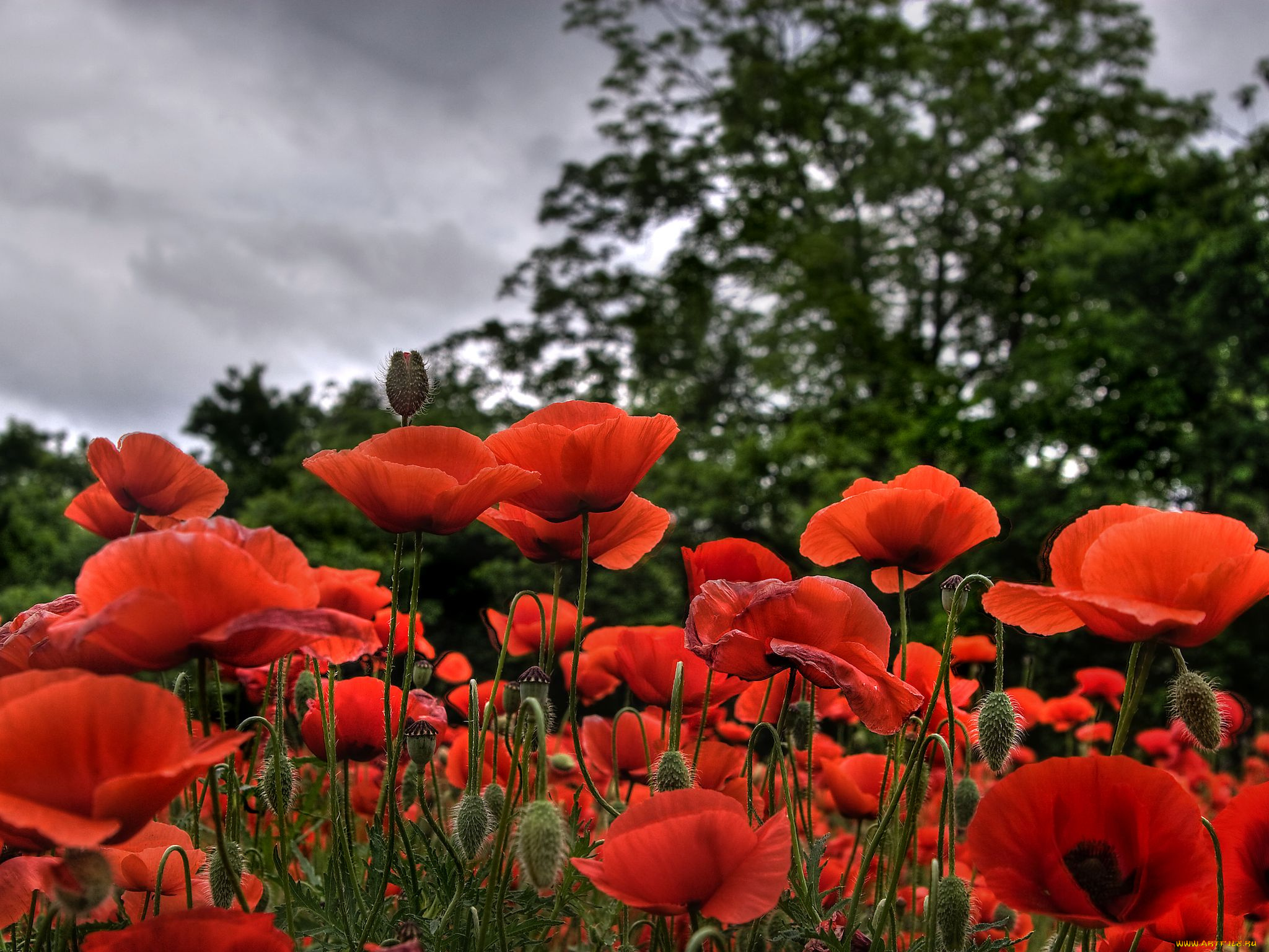 цветы, маки
