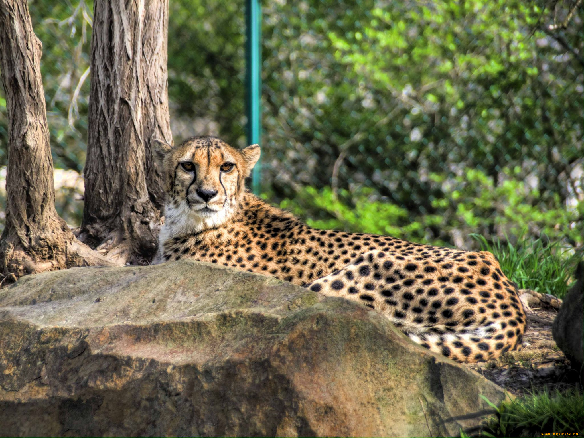 животные, гепарды
