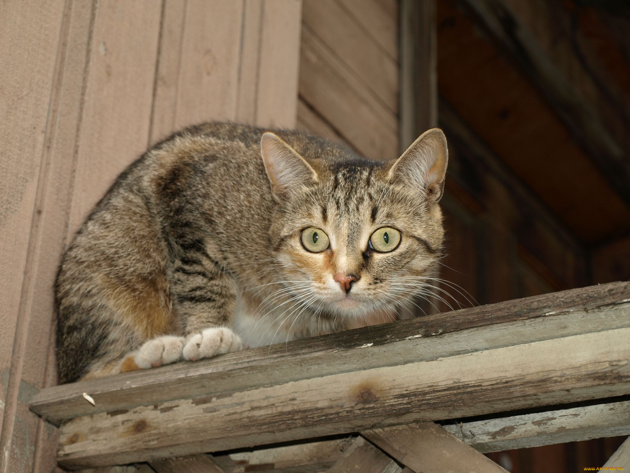 животные, коты