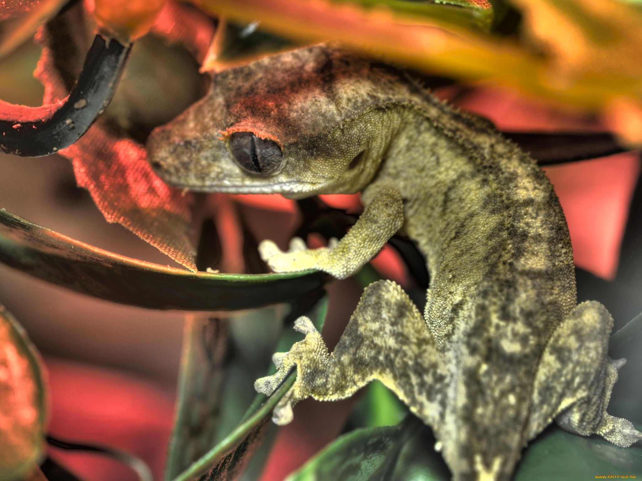 животные, Ящерицы, игуаны, вараны