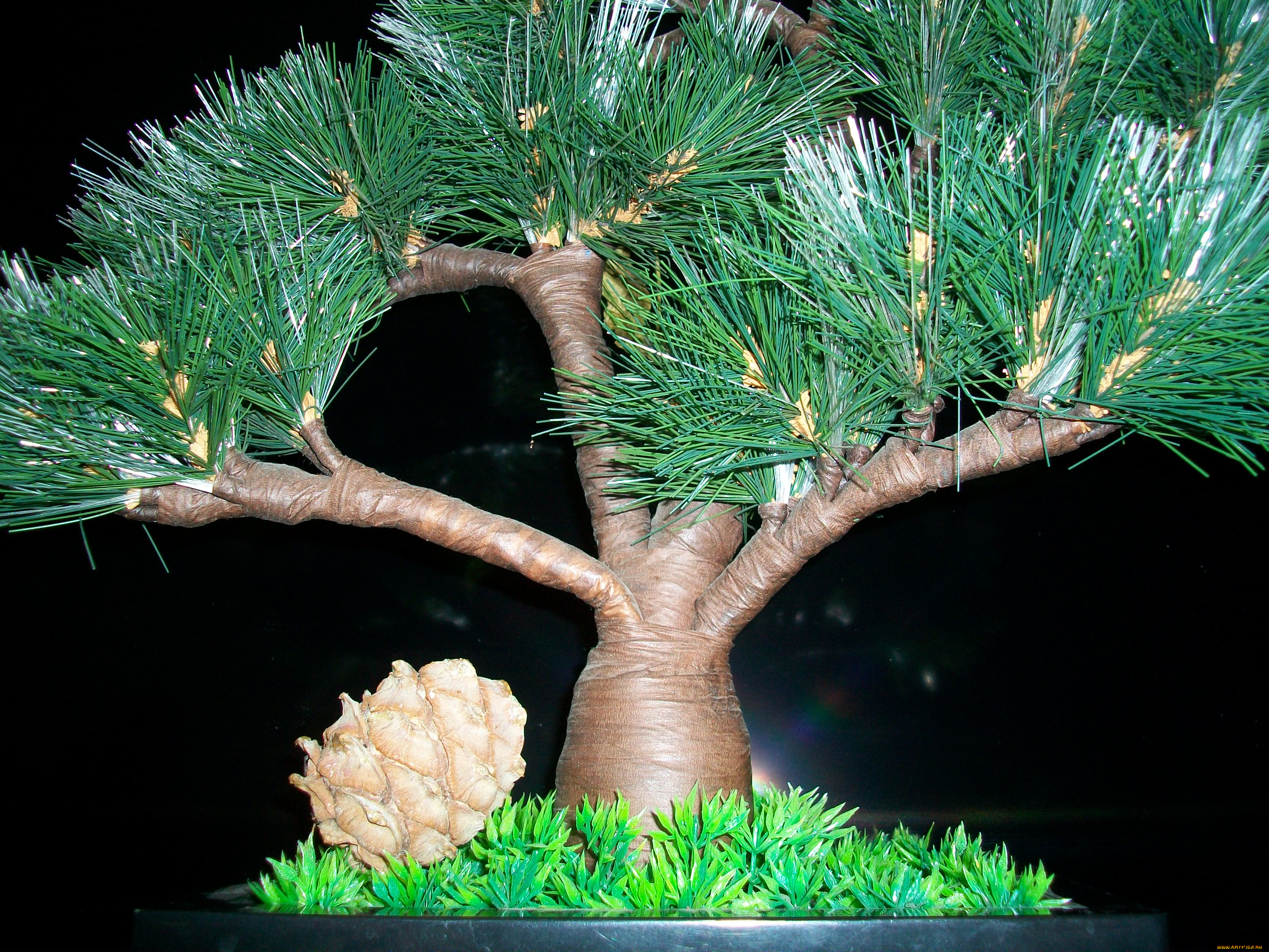 автор, тараненко, природа, деревья