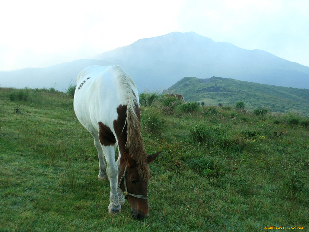 животные, лошади