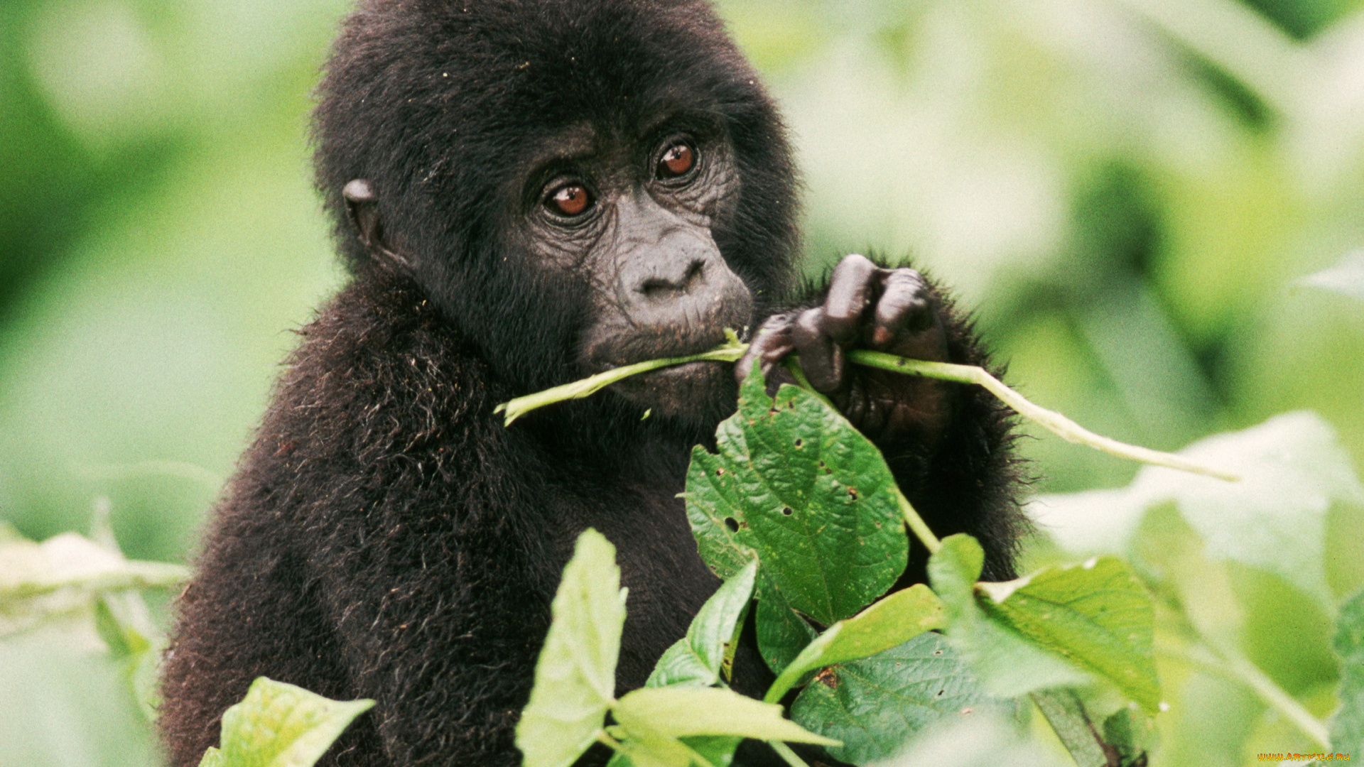 животные, обезьяны