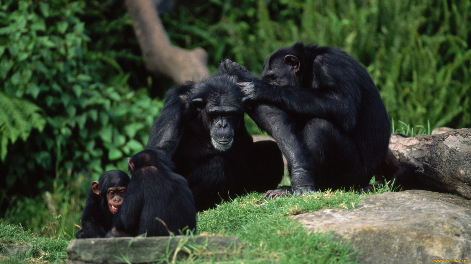 животные, обезьяны