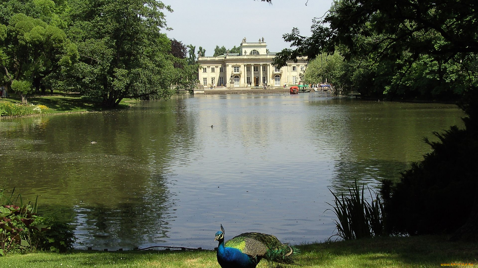 животные, павлины