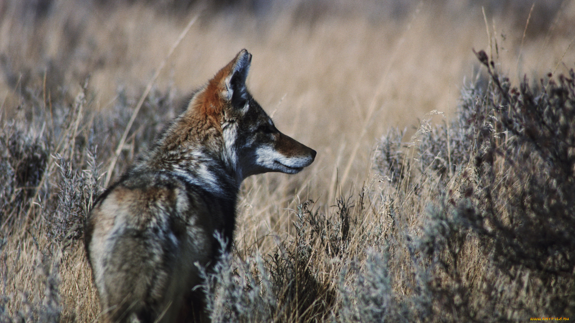 животные, волки