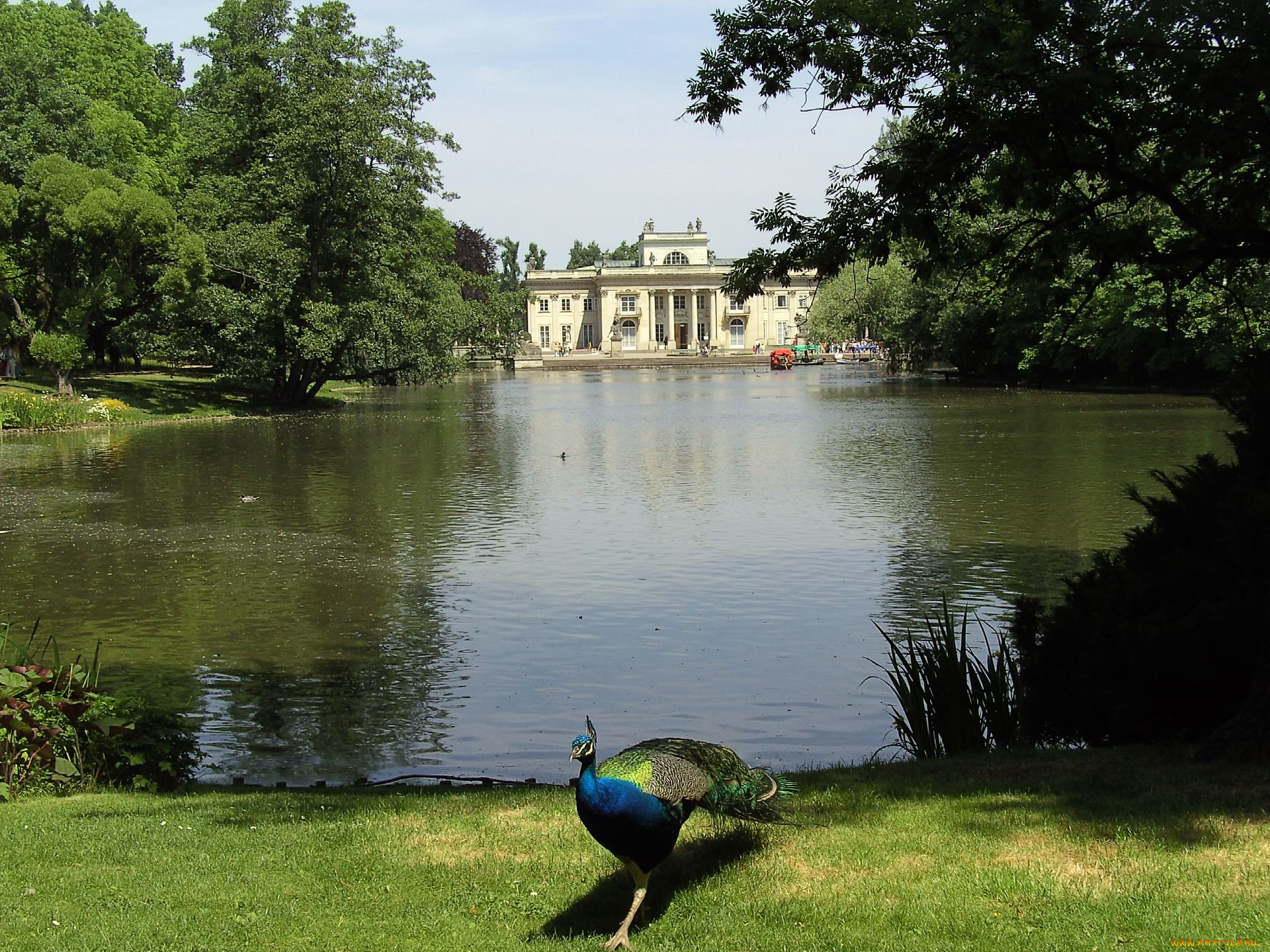 животные, павлины