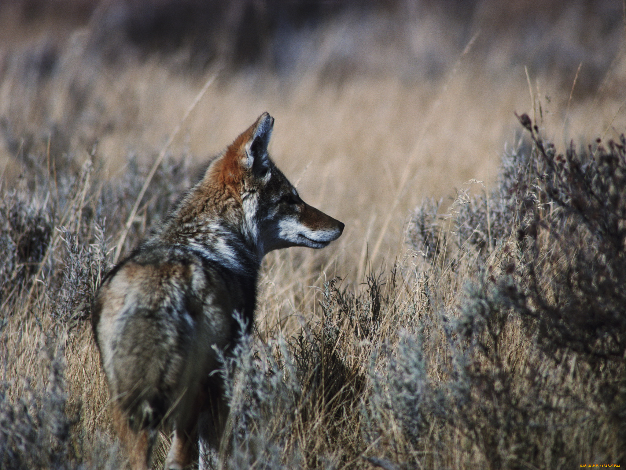 животные, волки